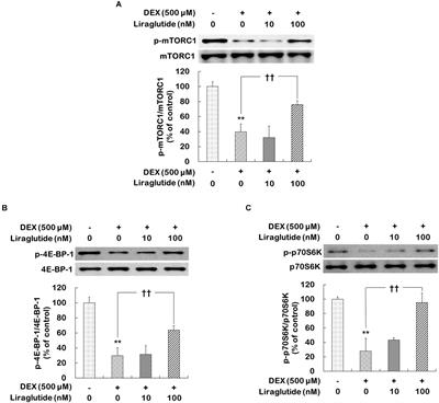 Liraglutide Activates mTORC1 Signaling and AMPA Receptors in Rat Hippocampal Neurons Under Toxic Conditions